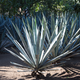 Illustration for article titled How Tequila Geniuses Made the Best-Tasting Spirit I've Ever Had